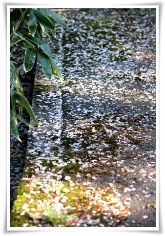 樹木公園-25 散った花弁 13.4.28