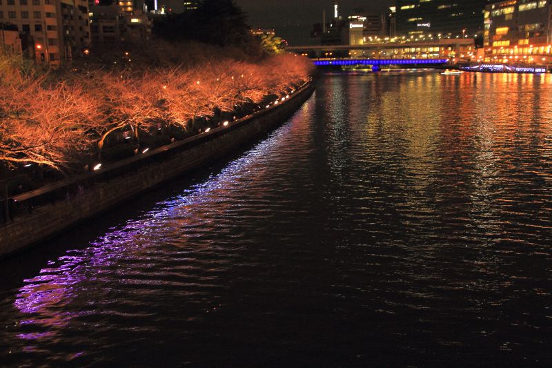 光の饗宴・中之島_010大川桜並木.jpg