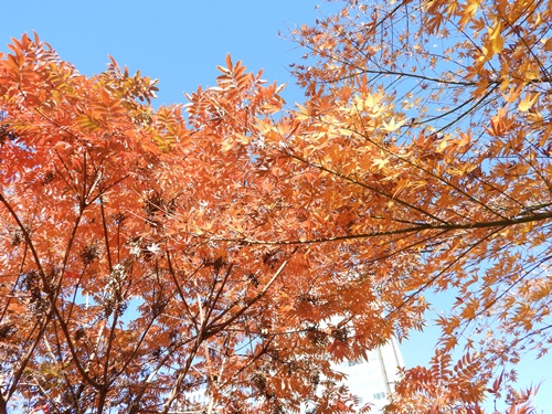 旧芝離宮恩賜庭園