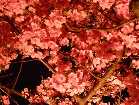 なばなの里の河津桜