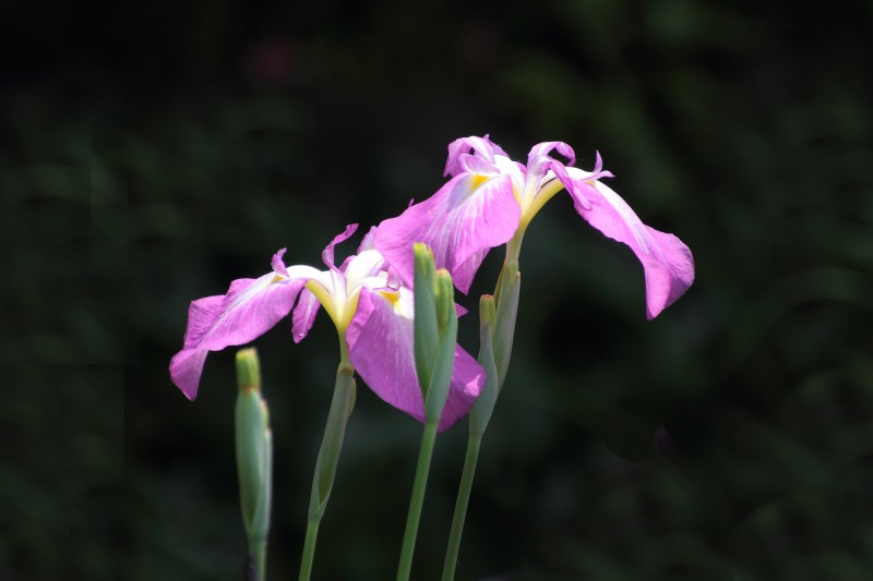 菖蒲色々_010.jpg
