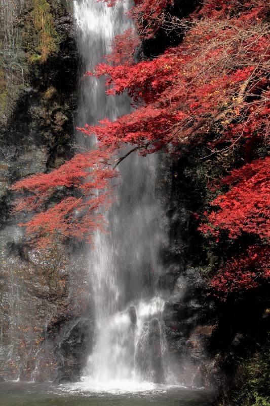 残り紅葉と大滝_002残り紅葉.jpg