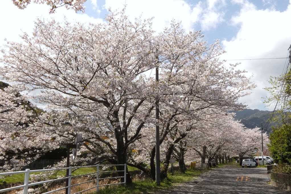 515