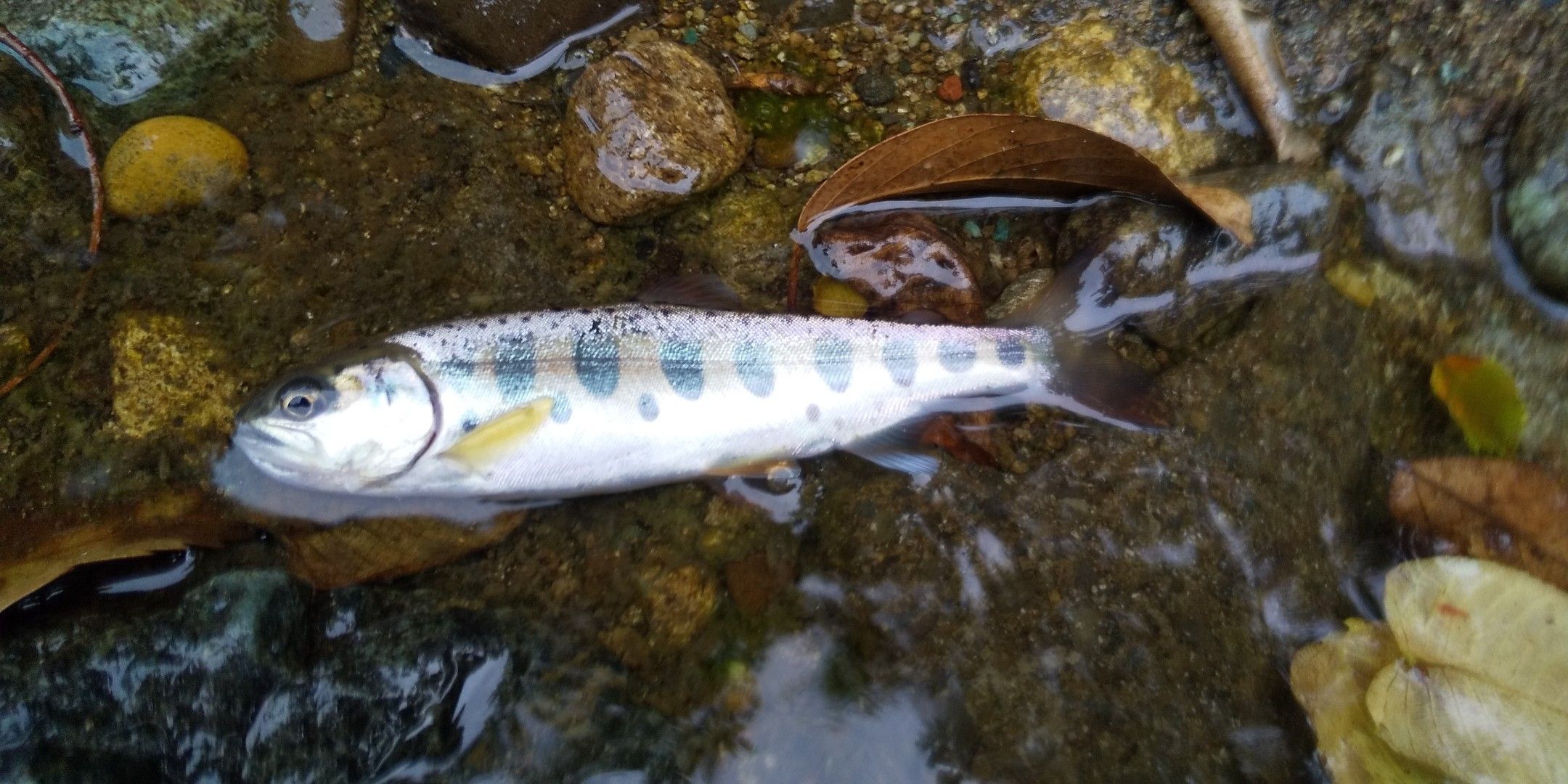 渓流ルアー釣行 ヤマメ 0611 相模川漁連管区内 お気楽な世界 渓流のシャディング 楽天ブログ