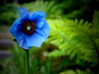 Meconopsis