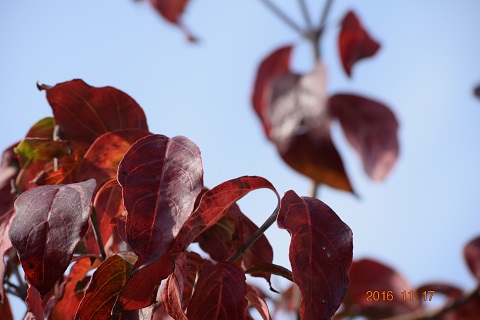 DSC_0078.JPG