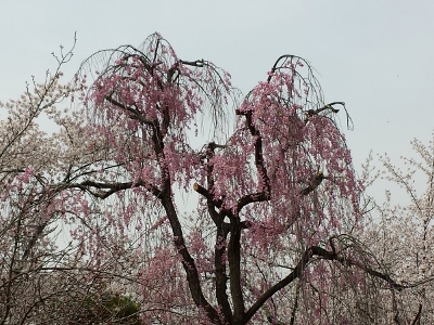 20160416_132538 (400x300).jpg