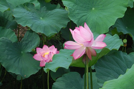DSC_0104.jpg