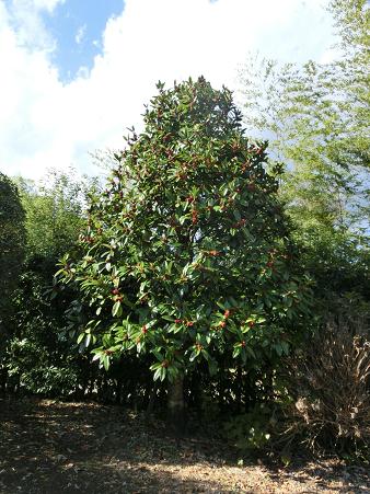 クリスマスホーリー