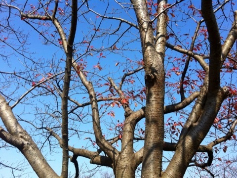 久良岐公園の紅葉