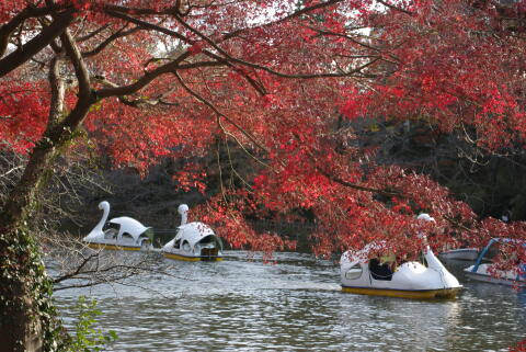 井の頭恩賜公園の紅葉