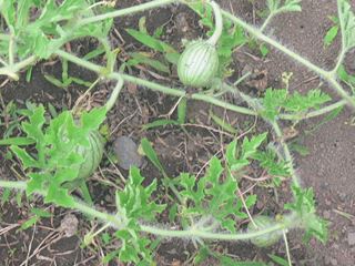 P1060419_R.JPG