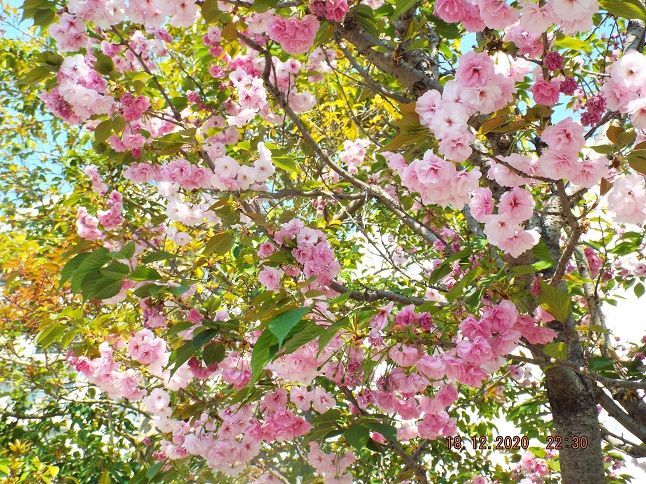 シーボルトの桜 ダリアの俳句 私の短歌 メリーの子ヒツジ 老いてこそ勉強 楽天ブログ
