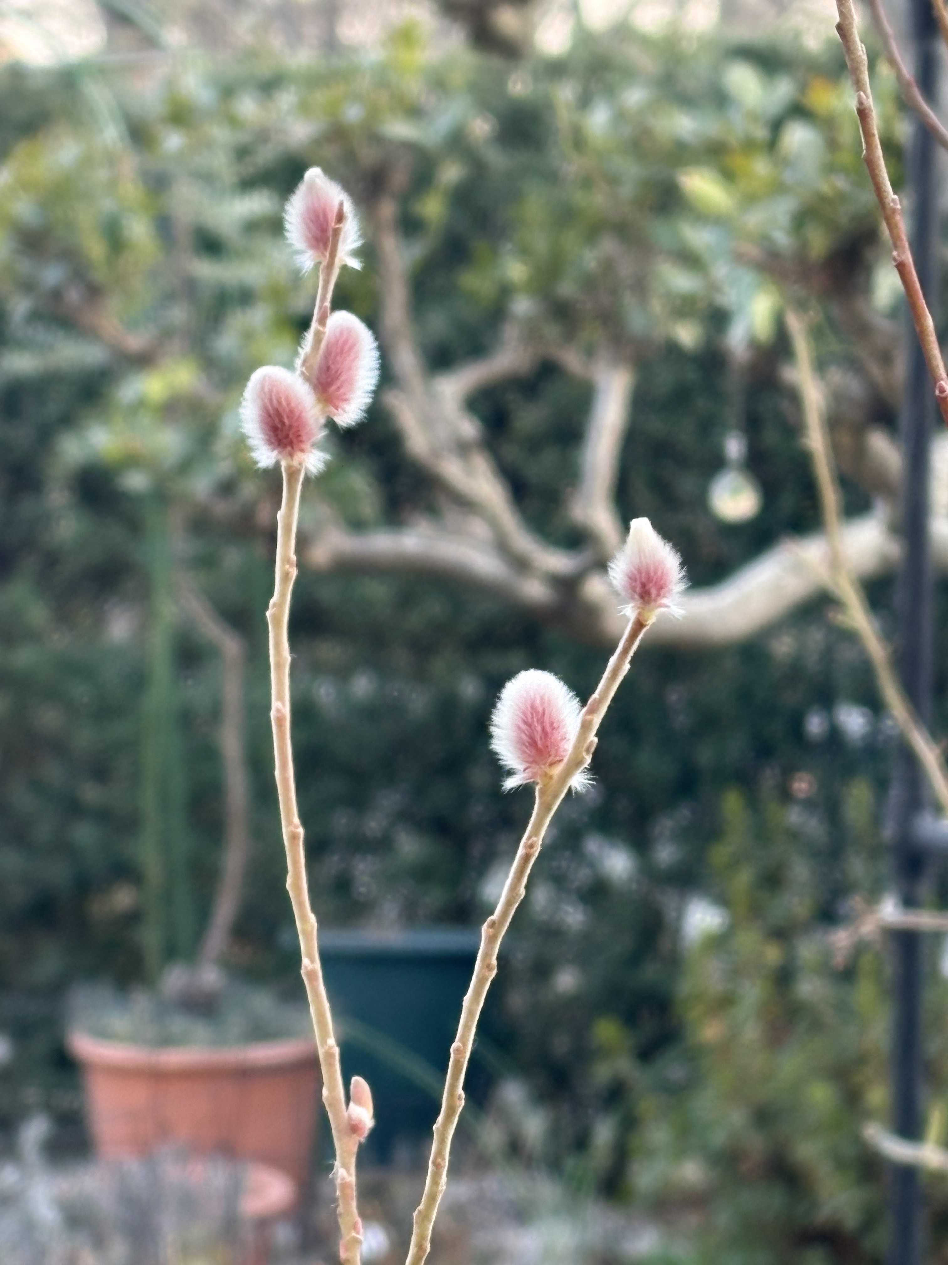 春が来た | お花やさんになる夢 - 楽天ブログ