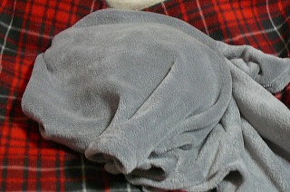 P1310325ss.jpg