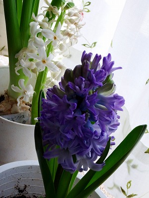 DSCF2270.jpg