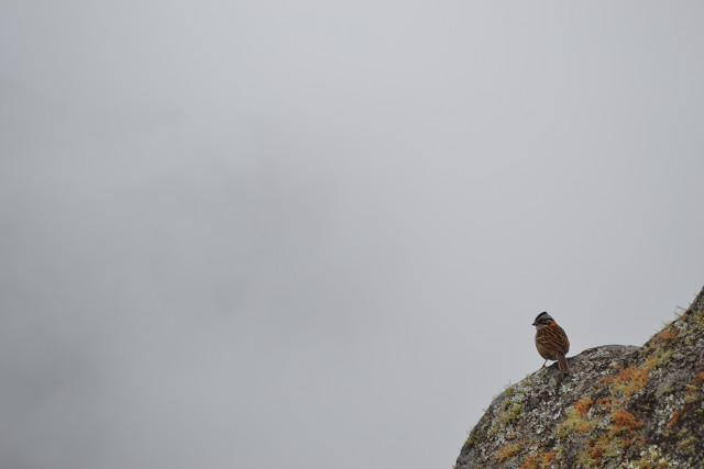 4雲鳥.jpg