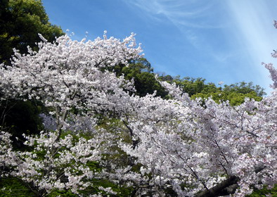 公園の桜　横２.jpg