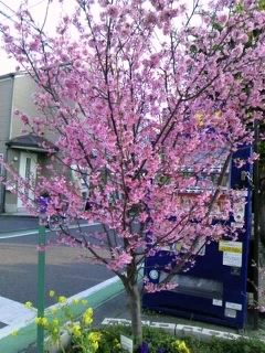 おかめ桜