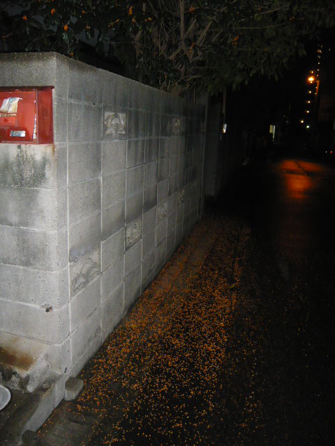 落ちた金木犀