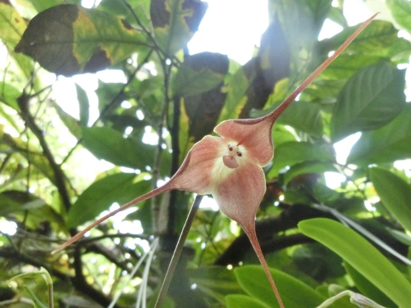 京都府立植物園で見た花 モンキーオーキッド コスモス だい のひとりごと 楽天ブログ