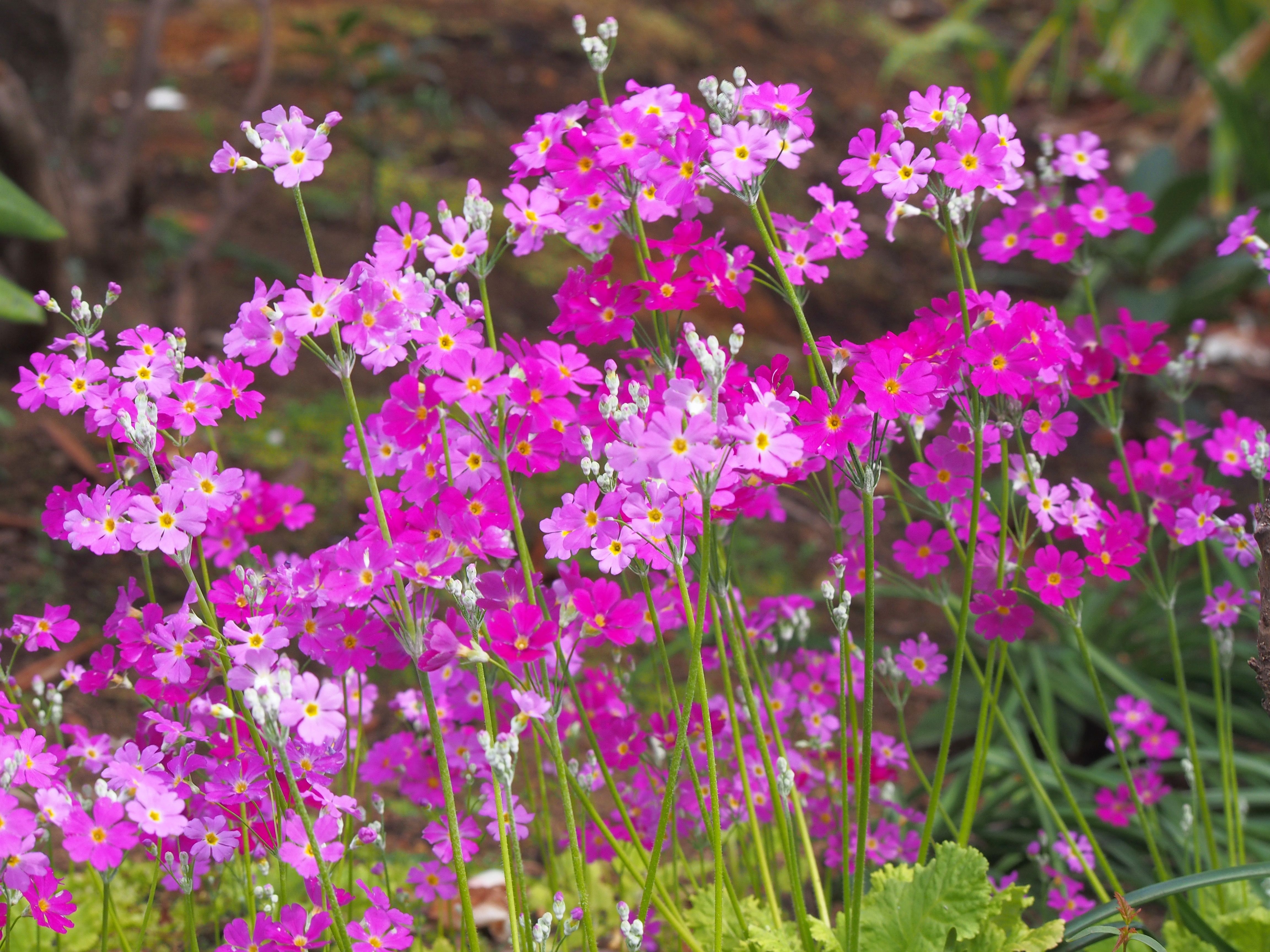 サクラソウ、クリンソウ、クマガイソウ、イカリソウ 七輪な生活 そして 東京の自然 楽天ブログ