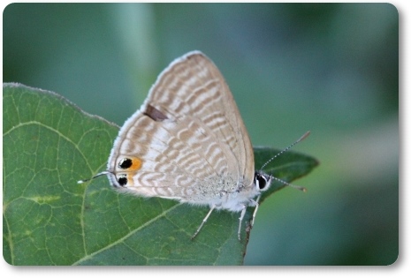 犀川コスモスロード-24 ウラナミシジミ 13.9.28