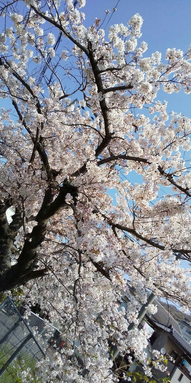 桜散る マイライフ 楽天ブログ