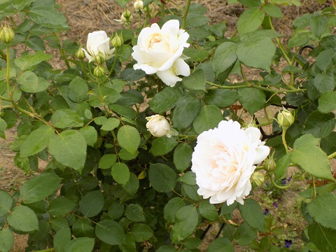 DSCN3710.JPG