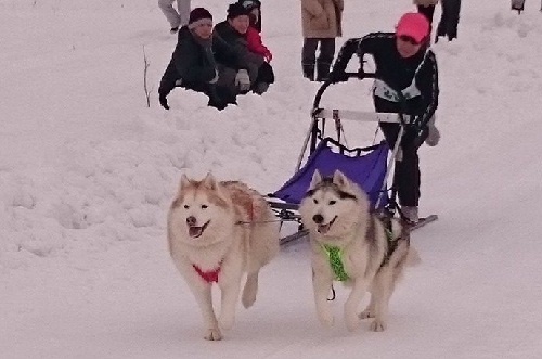 シニア