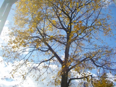 CIMG5278 (400x300).jpg