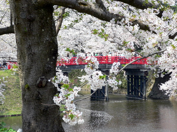 弘前城と桜