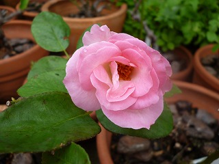 P1210917ss.jpg