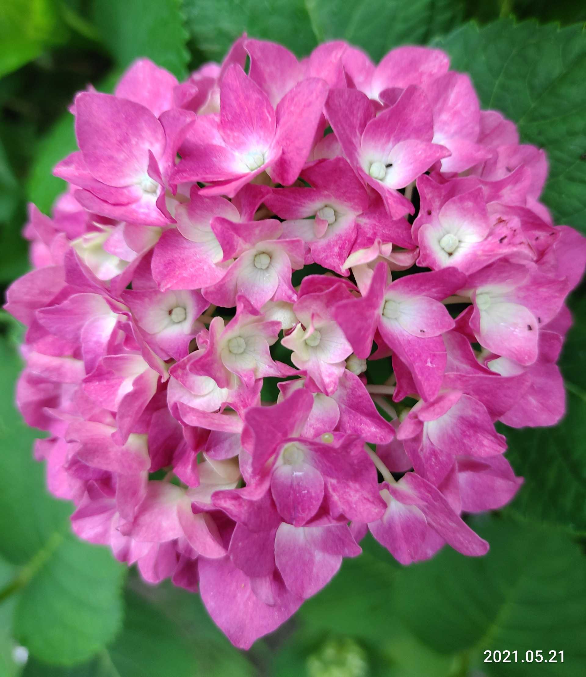初紫陽花 グリンピース収穫 夏野菜植え付け 笑えるサバイバルガーデンにようこそ 楽天ブログ