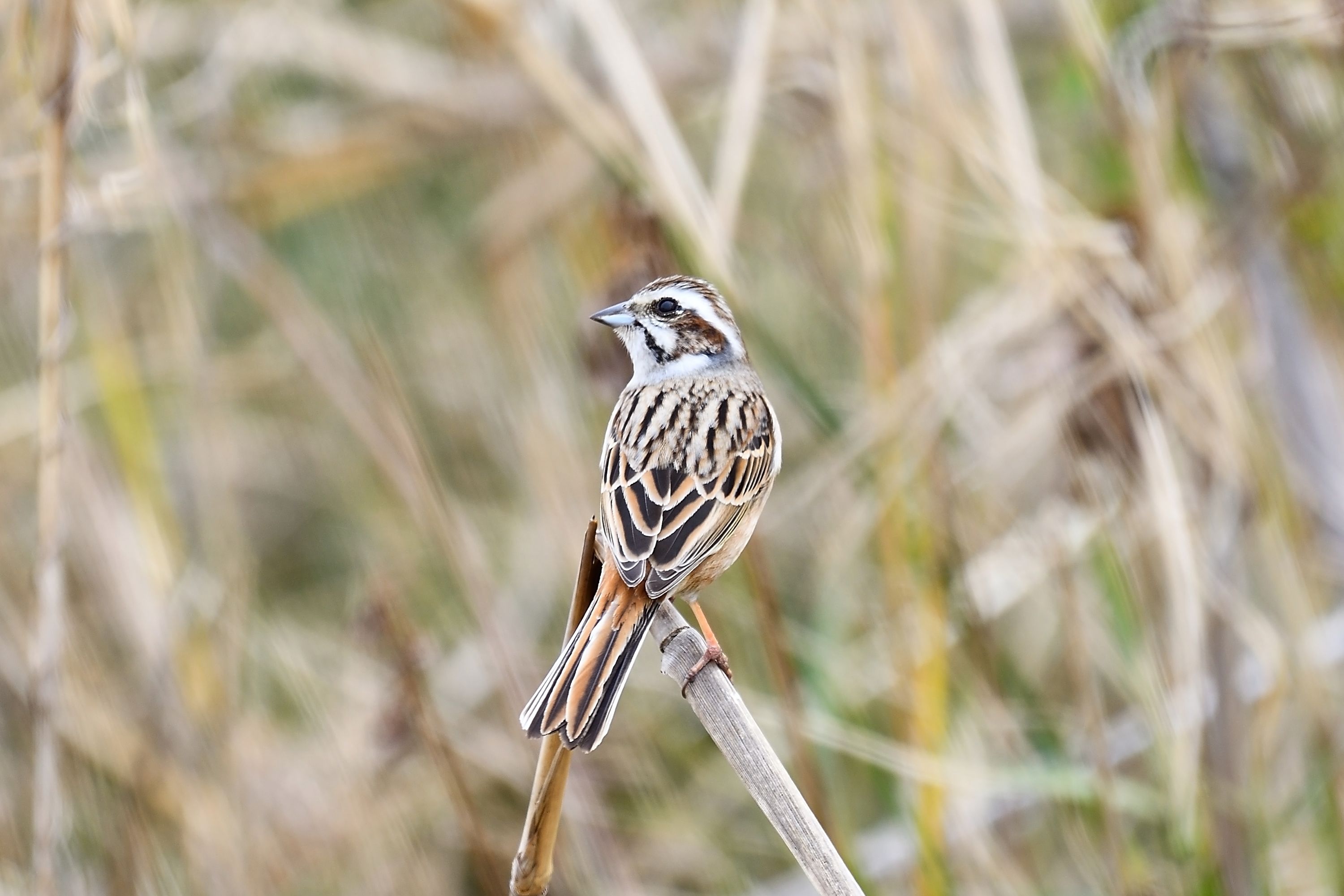 大阪 河川敷の野鳥たち ベニマシコ ホオジロ 野鳥との日常生活を綴る 楽天ブログ