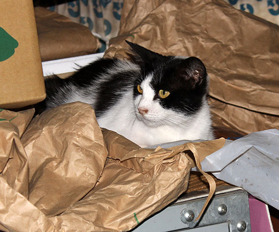 我が家のニャンコ♪2014/06/24-2