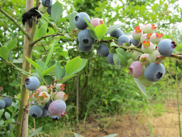 ミスティの収穫