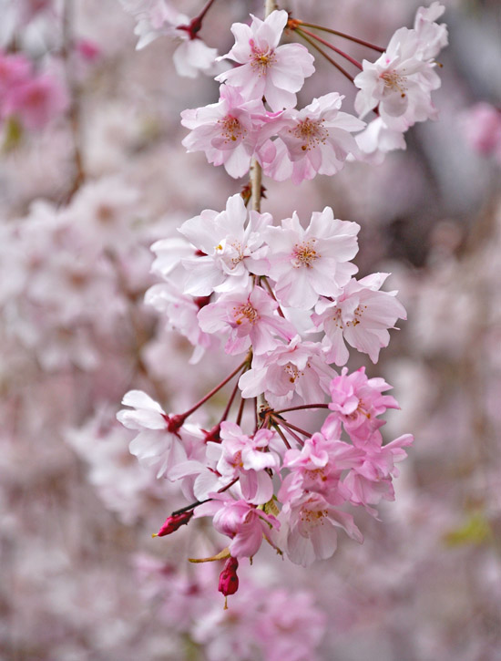 桜５