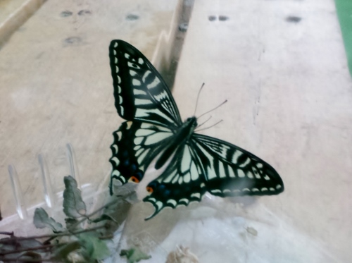 20150330_175642 (500x373).jpg