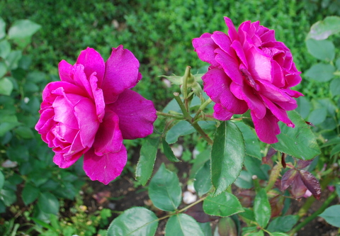 DSC_0019.JPG