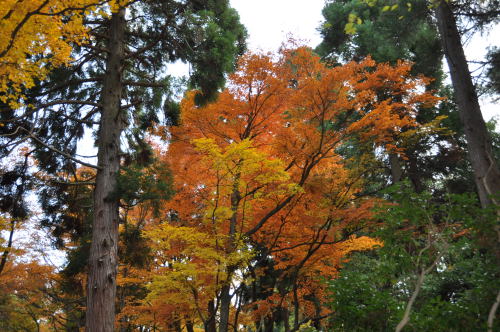 寺家公園　紅葉