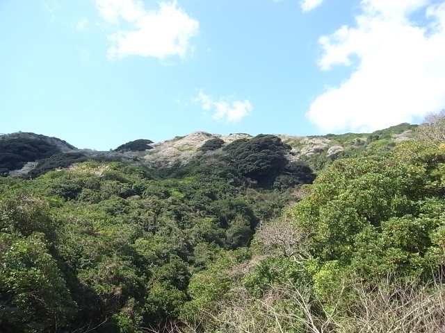 山の大島桜