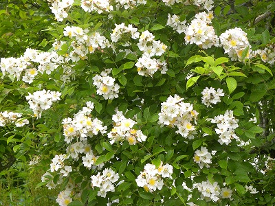 DSCN9332.jpg