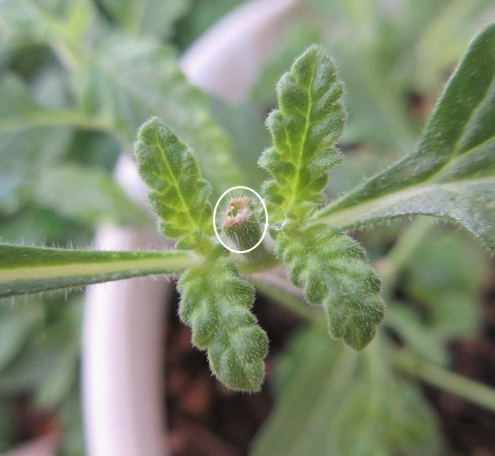 花達は悲鳴 インパチェンスを剪定 ランタナは植えてはいけない 狭い庭を花いっぱいにする育て方 楽天ブログ