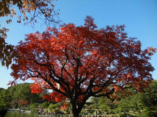 清澄庭園