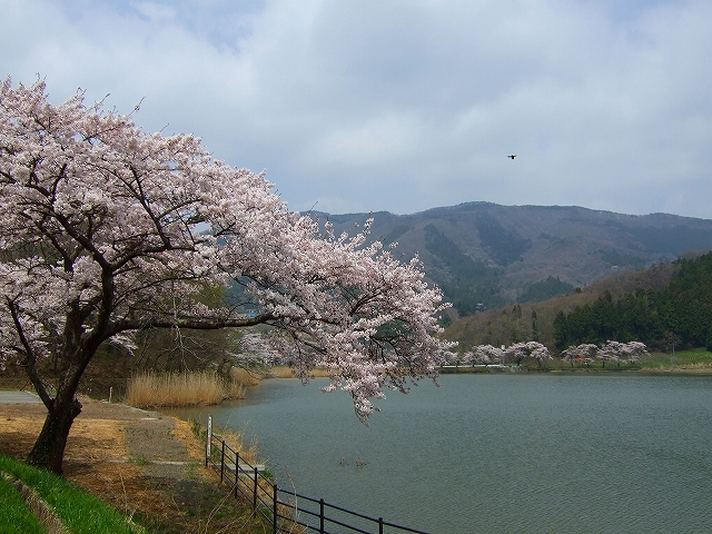 桜とハチ