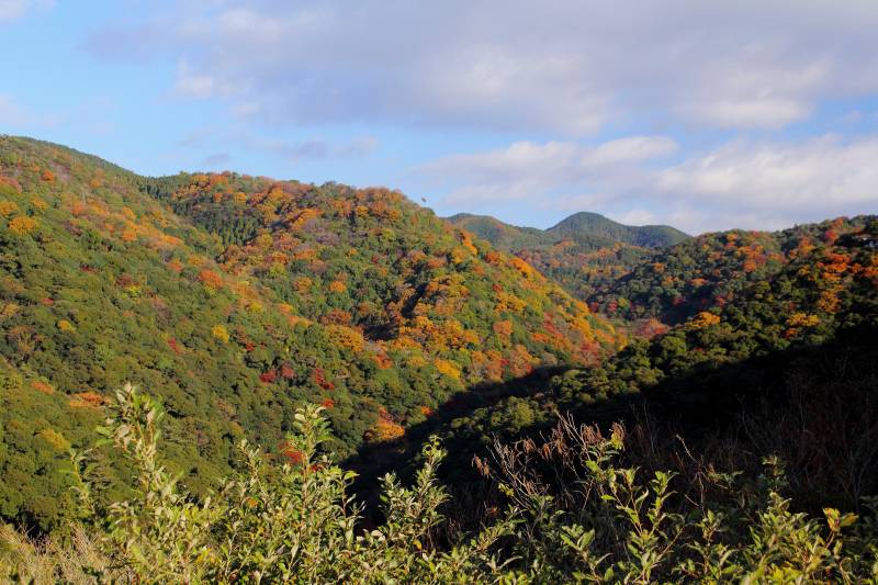 箕面公園残り紅葉_002.jpg