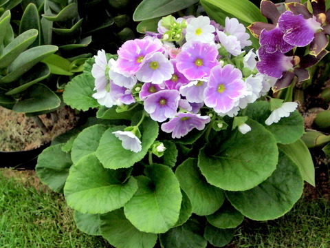 オブコニカの生け花