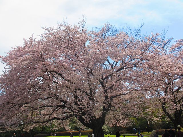 吉野桜（城址公園）.jpg