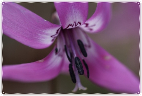 平栗-8 カタクリ-3 13.4.13